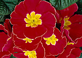 Primula acaulis (Primrose), red