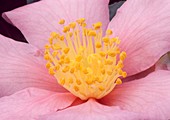 Camellia sasanqua 'Plantation Pink' (autumn flowering camellia)