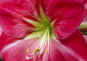 Hippeastrum