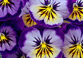 Viola wittrockiana Pansy