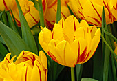 Tulipa 'Monsella' (Gefüllte frühe Tulpe)