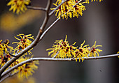 Hamamelis japonica Arborea Zaubernuß