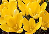 Crocus flavus, yellow