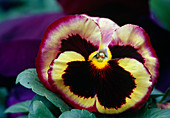 Viola wittrockiana, multicoloured (Pansy) 