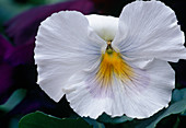Viola wittrockiana (Pansy)