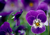 Viola cornuta Callisto 'Purple Bright Face' (Horned violet)