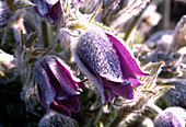 Pulsatilla pratensis (Meadow pasque flower)