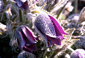 Pulsatilla pratensis (Wiesenküchenschelle, Wiesenkuhschelle)