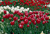 Tulipa Triumph Tulip 'Stargazer' Bl 00