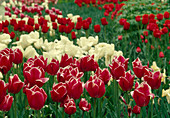 Tulipa 'Stargazer', 'Triumph' (tulips)