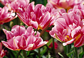 Tulipa 'Peach Blossom' Gefüllte frühe Tulpe Bl 00