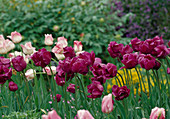 Tulipa Triumph Tulip 'Meissen Porcelain', 'Negrita' Bl 00