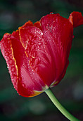 Tulipa Parrot Tulip 'Karel Doormann' BL 00