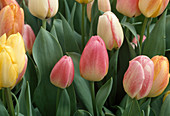 Tulipa (tulips), mix Bl 00