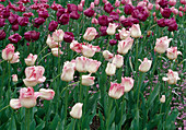 Tulipa Triumph tulip 'Meissen Porcelain' 'Negrita' Bl 00