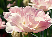 Tulipa 'Angelique' (Double late tulip), Bl. 00