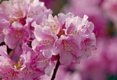 Rhododendron praecox Flower 00.00