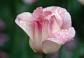 Tulipa Triumph Tulpe 'Meissner Porzellan'