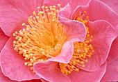 Camellia japonica 'California' Kamelie Bl 00