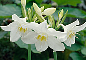 Eucharis amazonica