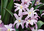 Chionodoxa forbesii 'Pink Giant' (Schneeglanz) 