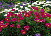 Paeonia lactiflora 'Meissonier' (Pfingstrose)