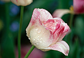 Tulipa Triumph Tulpe 'Meissner Porzellan'