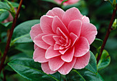 Camellia japonica 'Mrs. Tingley' Kamelie Bl 00
