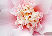 Camellia japonica 'Wilson' camellia