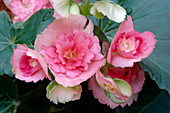 Begonia Elatior Hyb. Begonie Bl 00