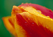 Tulipa Gelb-Rot 