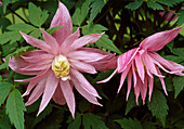 Clematis macropetala 'Markham's Pink' BL01