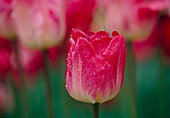 Tulip, Triumph Tulip 'Ganders Rhapsody' Bl 00
