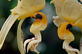 Stanhopea embreei