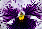 Viola wittrockiana 'Orchi Blue' Pansy