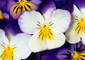 Viola cornuta 'Penny Jump Up' (Hornveilchen) Bl.01