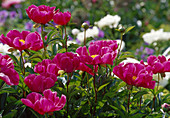 Paeonia lactiflora 'Meissonier' (Pfingstrose) Bl 01