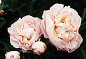 Paeonia lactiflora 'Marguerite Gerard' (Peony) Bl 01