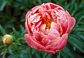 Paeonia lactiflora 'Coral Charm' Pfingstrose Bl 01