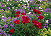 Paeonia lactiflora 'Balliol' (Pfingstrosen) und Geranium (Storchschnabel)