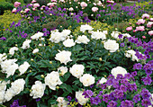 Paeonia lactiflora 'Shirley Temple' white, fragrant
