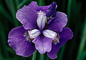 Iris sibirica 'Ruth Eicke' (Siberian meadow iris)