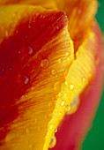 Tulipa Yellow-Red Bl. 00.0