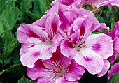 Pelargonium Grandiflorum (Edel-Geranie) Bl01