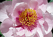 Paeonia suffruticosa 'Wyoming' peony