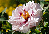 Paeonia suffruticosa 'Blanche de His' (Peony) Bl. 00