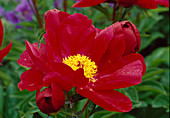 Paeonia lactiflora 'Balliol' BL01