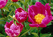 Paeonia lactiflora 'Meissonier' BL01