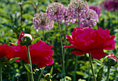 Paeonia lactiflora 'Carina' BL01