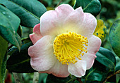 Camellia japonica 'Furo An' (Kamelie) 